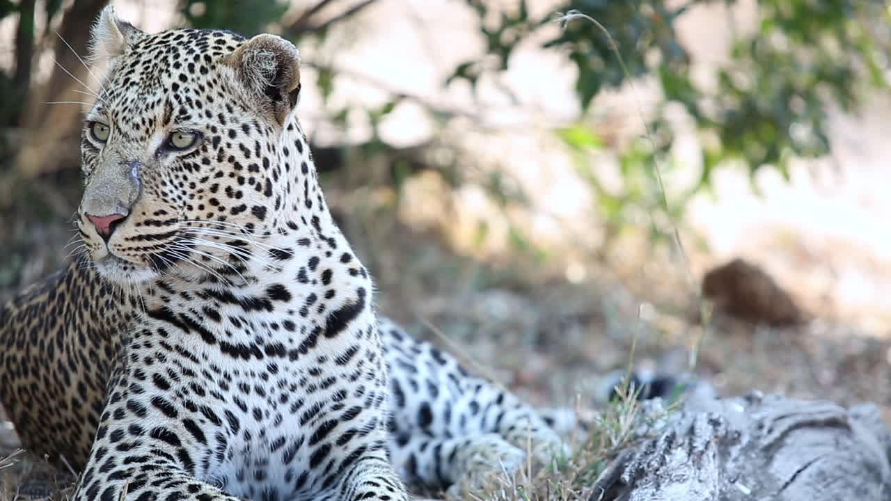primer plano de un gran leopardo macho acostado y mirando alrededor en el parque nacional greater kruger, sudáfrica