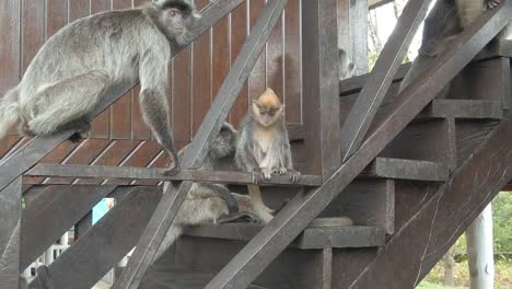 Macaques-sitting-on-the-staircase-of-a-national-park-in-the-rainforest-of-Borneo