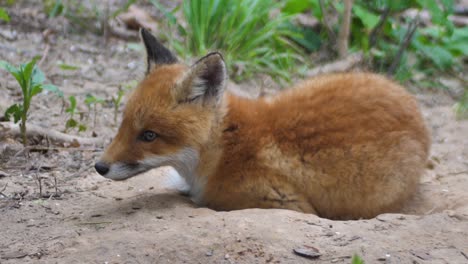 cute red fox cub stands in the grass and looks at the camera