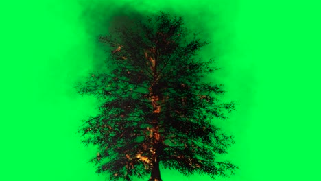 burning tree on green screen