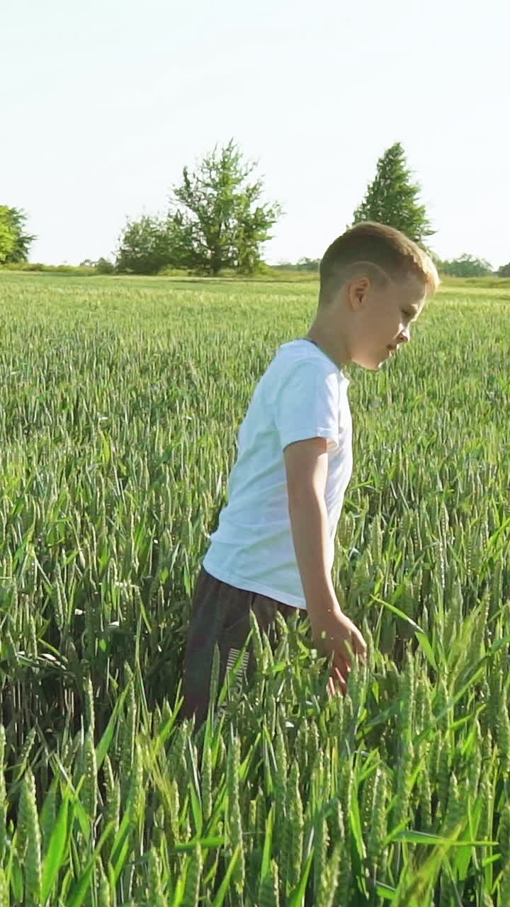 Boy is walking along the wheat field.. Vertical video