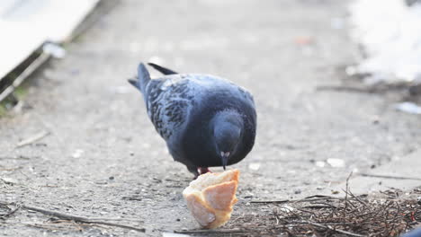 pigeon feeding on bread slice and crumbs on the street