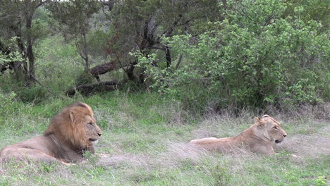 a lion jumps up and follows his lioness when she sees something and runs