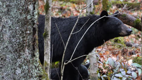 Mother-Bear-and-Baby-Cub-Smelling-the-Air-near-Tree-in-Woods-of-Great-Smoky-Mountains