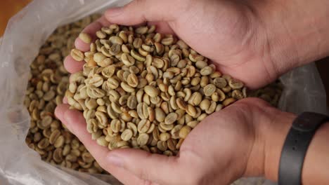 hands holding a handful of unroasted coffee beans