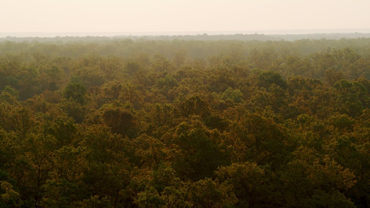 Aerial drone shot captures a vast expanse of green and amber forest canopy under a heavy atmospheric haze or mist, creating a soft, ethereal mood during golden hour
