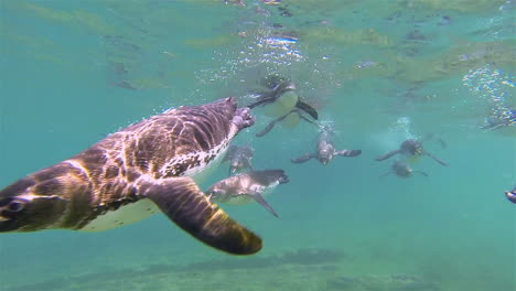 galapagos penguins swim towards the camera underwater