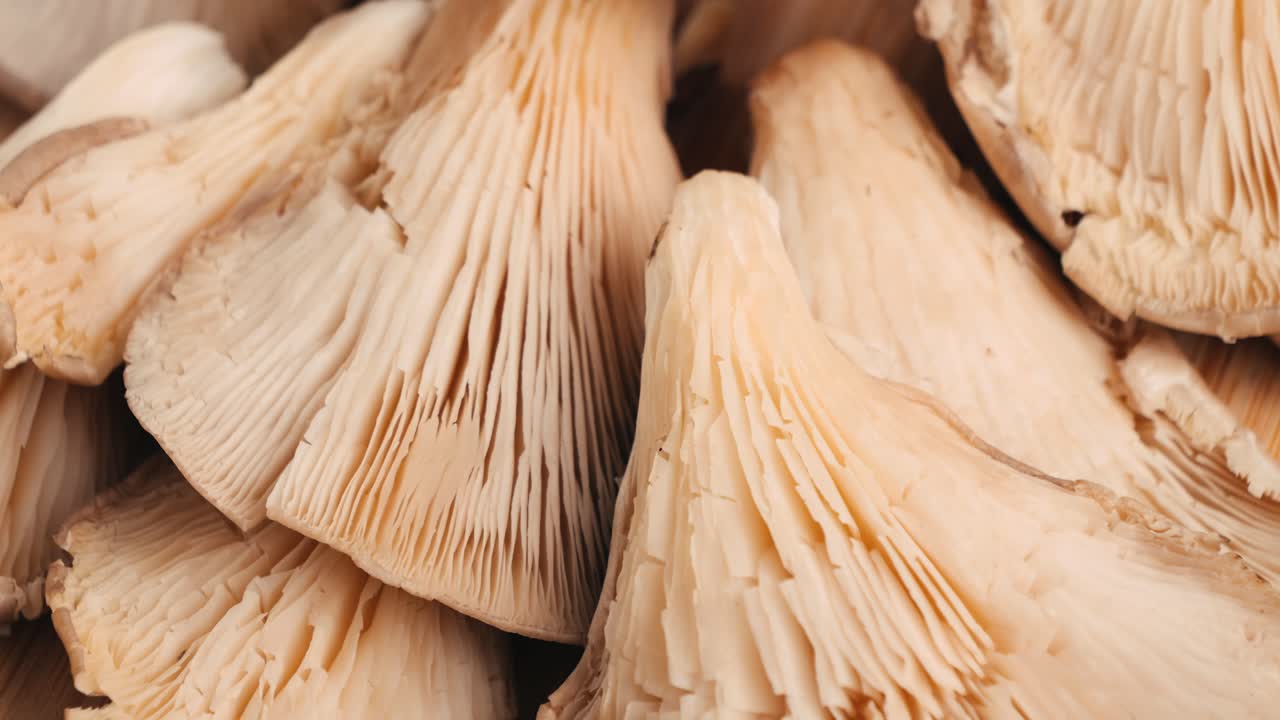 primer plano de setas de ostras frescas