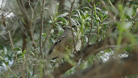 patagonian mockingbird perching on a tree branch in the forest in argentina