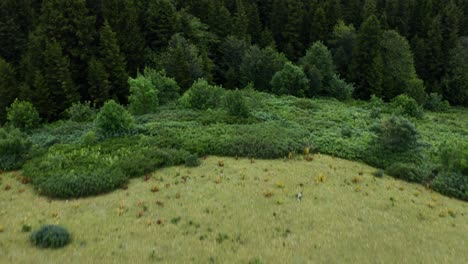 aerial view of grazing cows on mountain tops