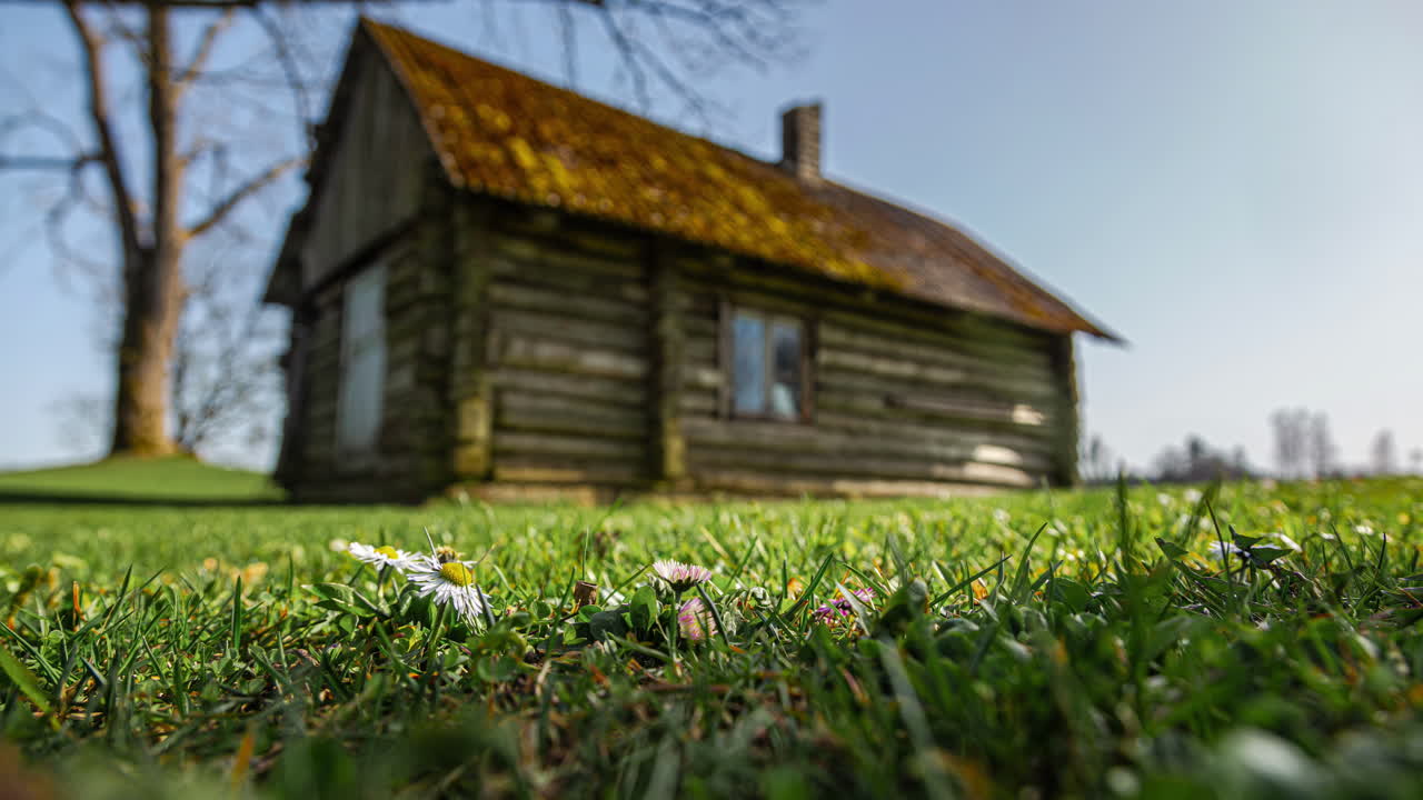 Daisy flowers wildflowers field up-close timelapse shadow overcast nature
