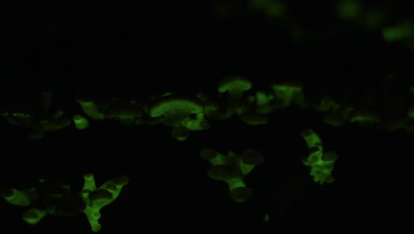 the bioluminescent fungus, panellus stipticus glows at night