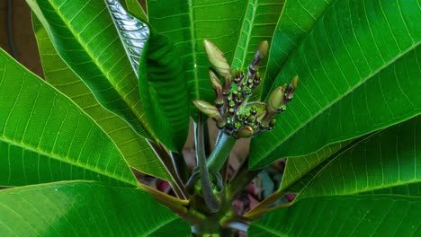 brotes de frangipani creciendo y formándose en flores.