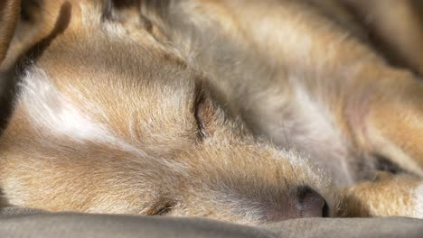 sleeping dog in the sun light