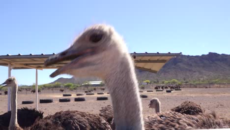 An-ostrich-at-an-ostrich-farm-stare-and-pecks-at-the-camera