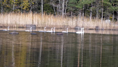 una gran familia de cisnes blancos en un río tranquilo nadan juntos