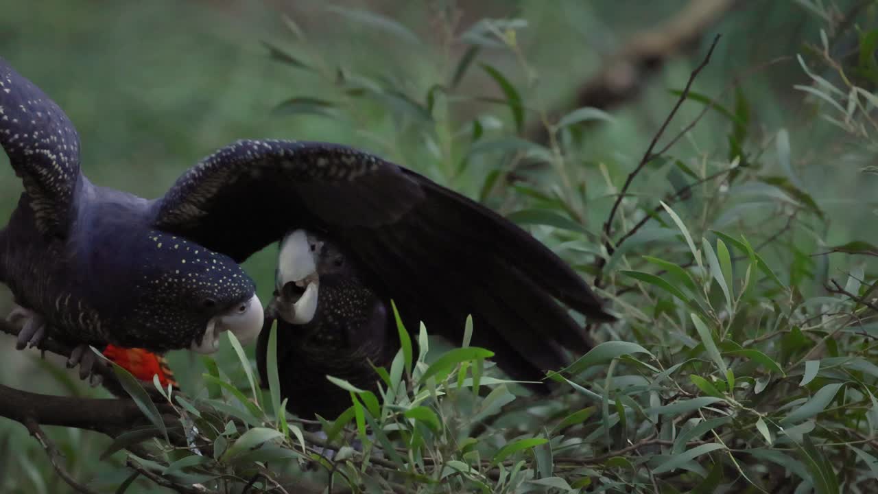 два какаду занимаются социальным поведением