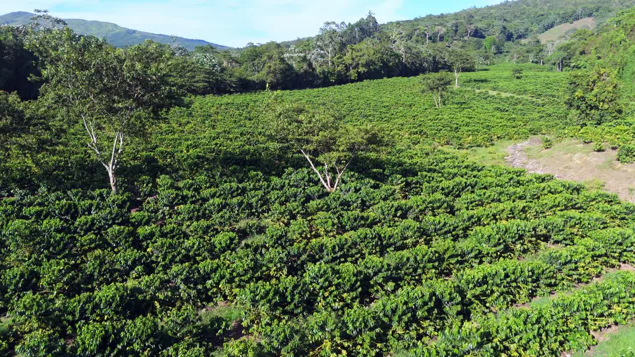 Slow drone flyover GRAPEFRUIT FARM Plantation during sunny day in Ocoa, Dominican Republic. Green exotic landscape in October.