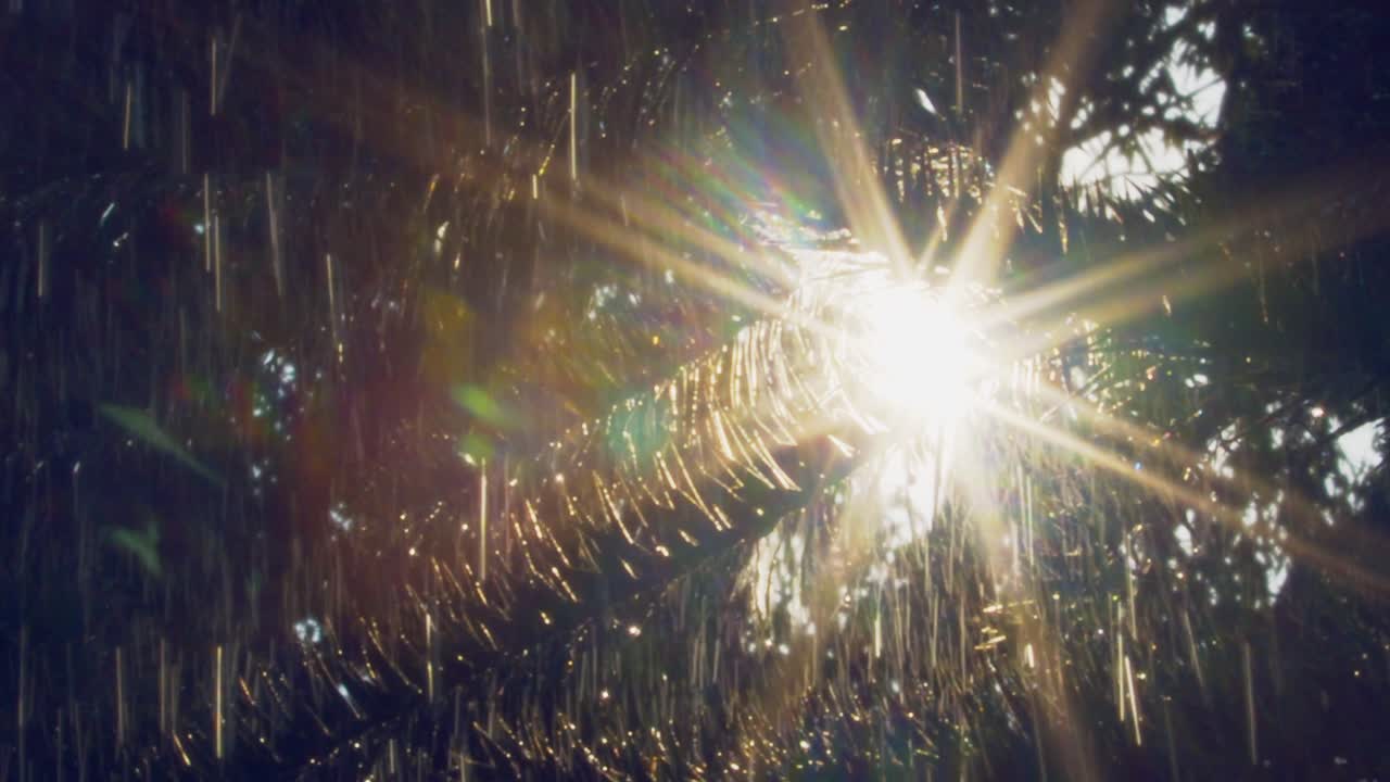 hermoso destello de lente del amanecer a través de las hojas de una palmera en la selva amazónica tropical brasileña