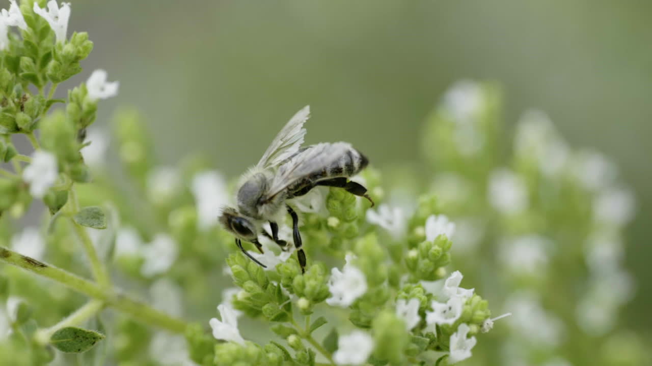 Bee on Oregano Flower