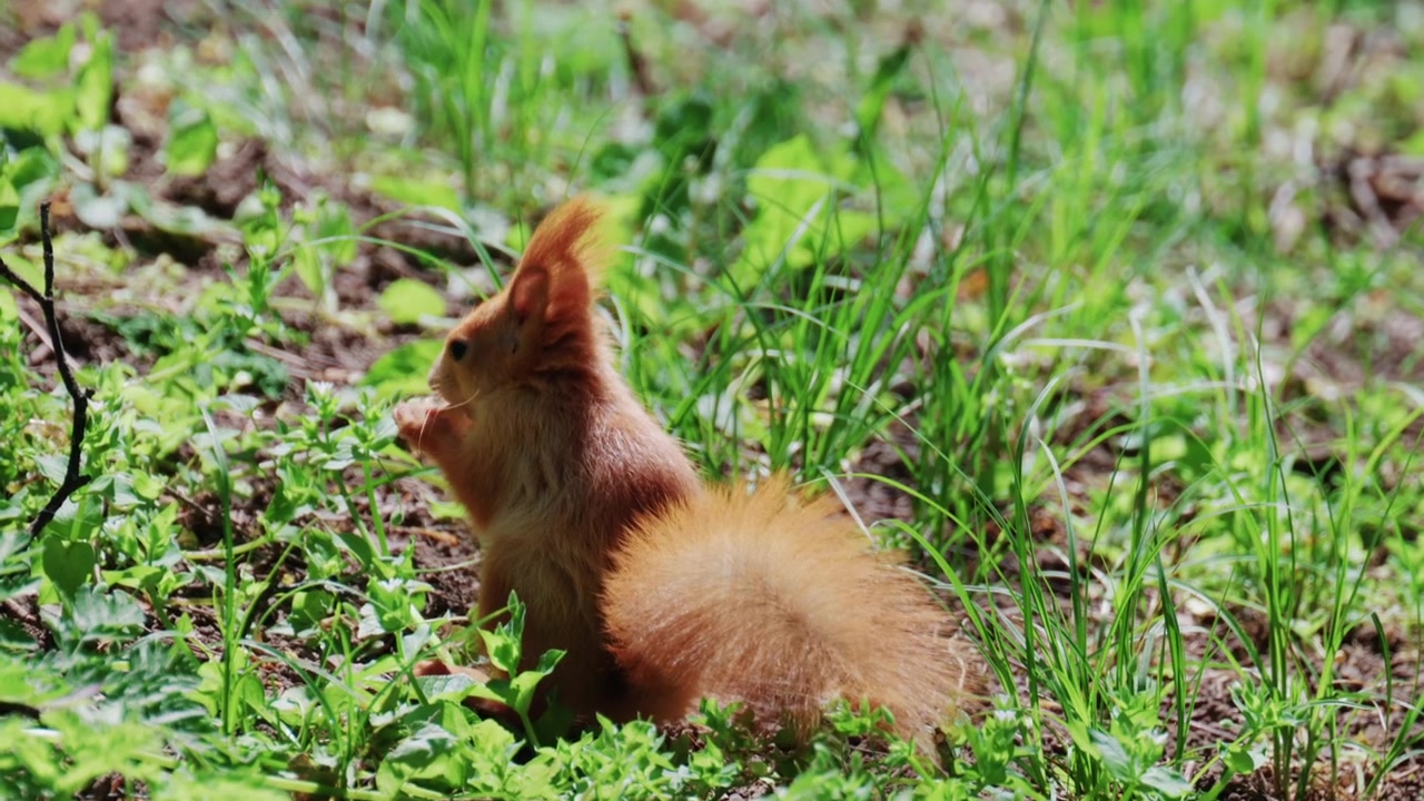 Scoiattolo rosso in rapido movimento che corre su erba e terreno coperti di foglie e piccole piante.