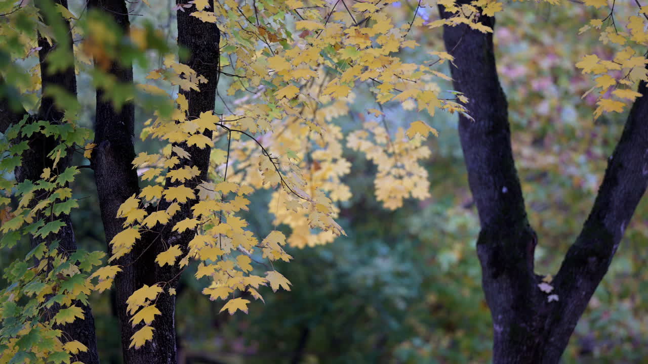 Dark tree trunks and soft yellow foliage in autumn forest