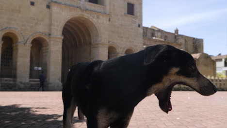 Stray street dog yawning on a sunny day in the Dominican Republic