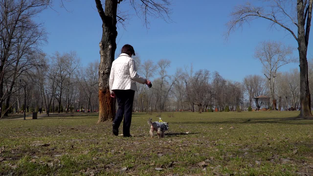 성숙 한 여자 는 요크셔 테리어 와 함께 공원 에서 산책 한다
