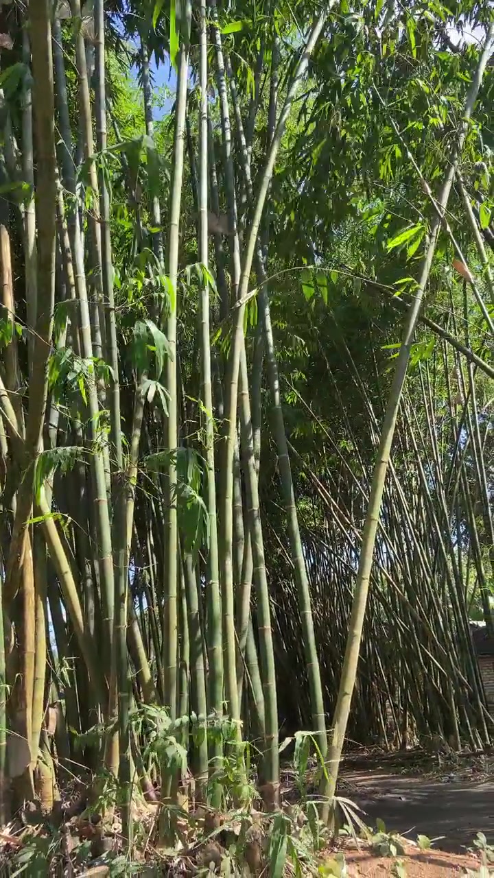Bambuseto verde lussureggiante che ondeggia al vento