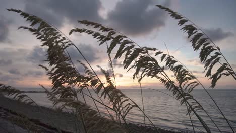 Amanecer-En-El-Paisaje-Costero-De-La-Playa-Del-Sur-De-Florida-Con-Avena-Marina-En-Primer-Plano-Meciéndose-En-El-Viento