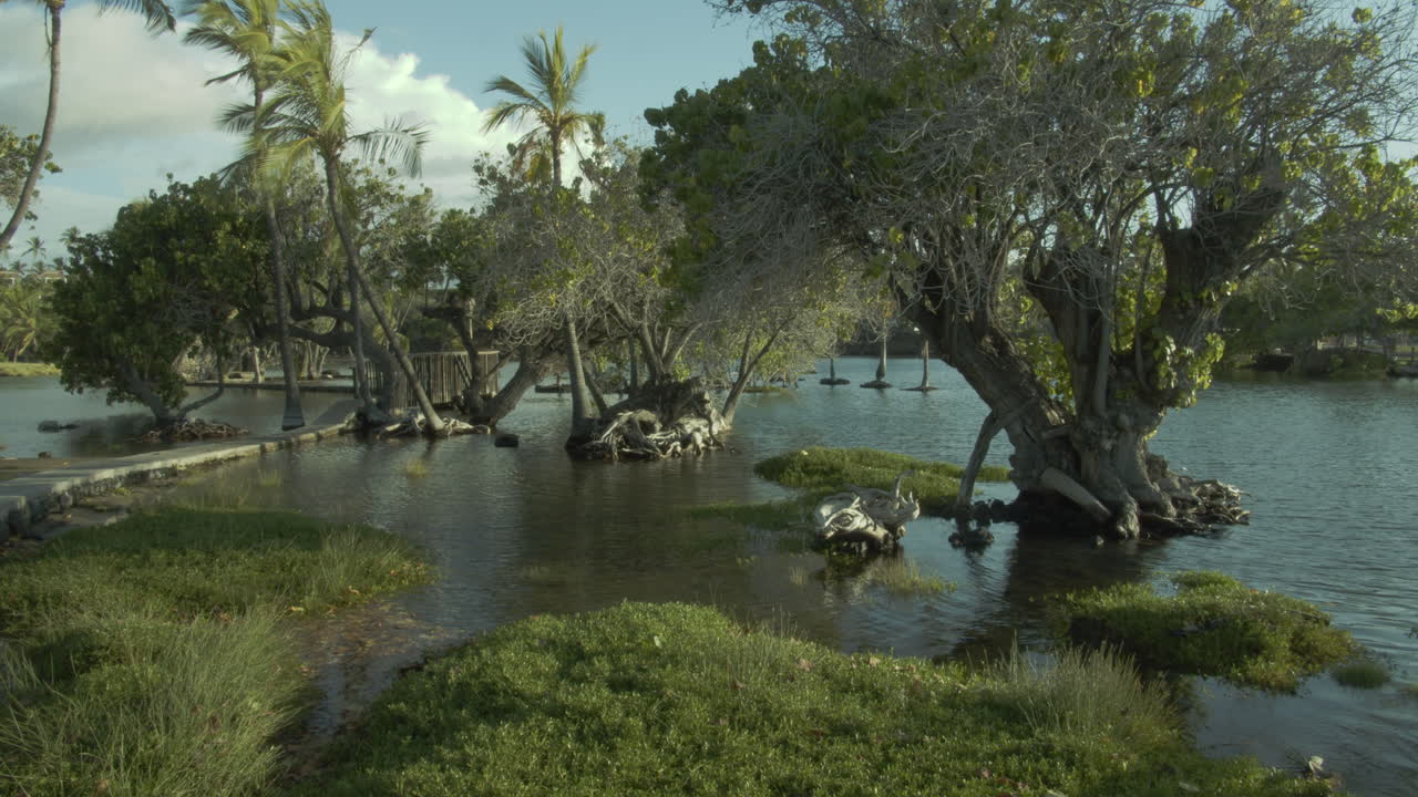 los estanques del océano de hawai cerca del hotel auberge hotel mauna lani hotel big island