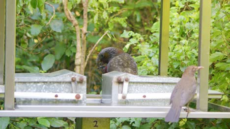 un loro kaka recibiendo comida de un alimentador de peso y luego comiéndola