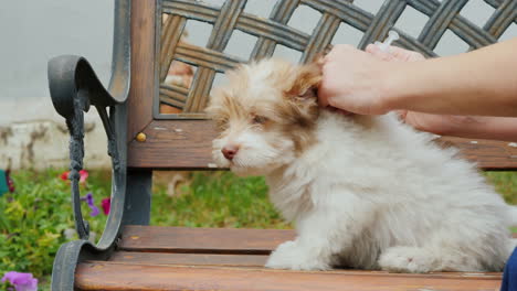 vacunando a un cachorro pequeño en un banco