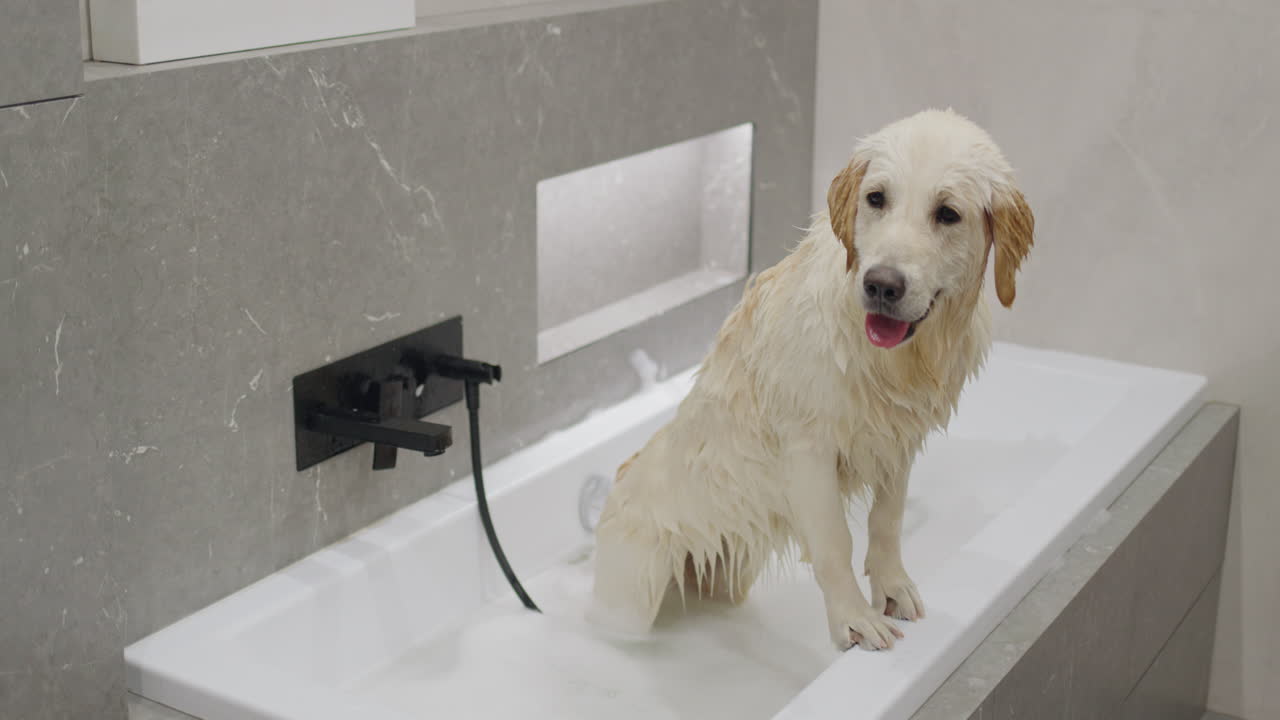 목욕탕 에 있는 골든 리트리버