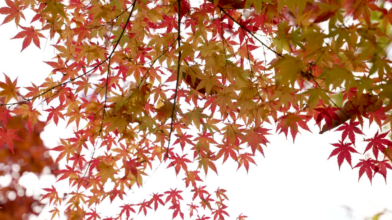 Colorful Japanese maple leaves in vibrant autumn shades, showcasing natural seasonal beauty.