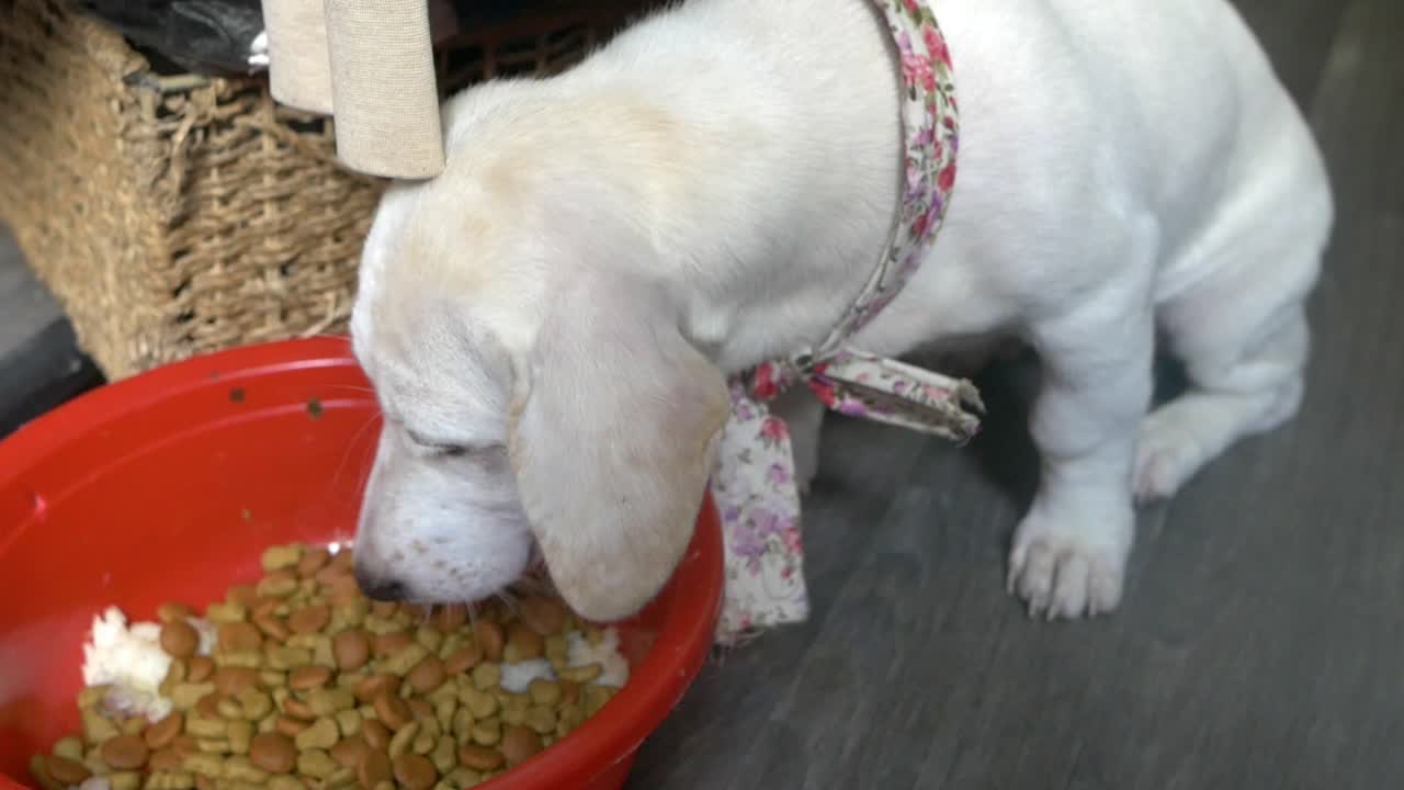 Cute young white puppy on the floow of a shop eating and looking at the camera