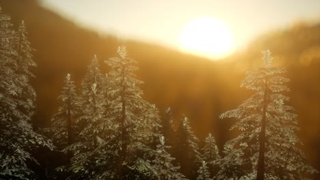 Pine-forest-on-sunrise-with-warm-sunbeams