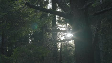 Sun-Pierces-Through-Branches-Of-Old-Tree-In-Forest-4K