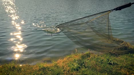 about to catch a fish with a handheld fishing net from the shore of a lake