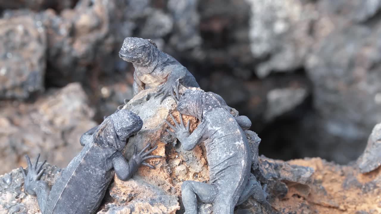 이사벨라 섬, 갈라파고스, 에콰도르의 바위에 갈라파고스 해양 이구아나