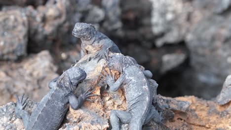 iguanas marinas de galápagos en rocas en la isla isabela, galápagos, ecuador