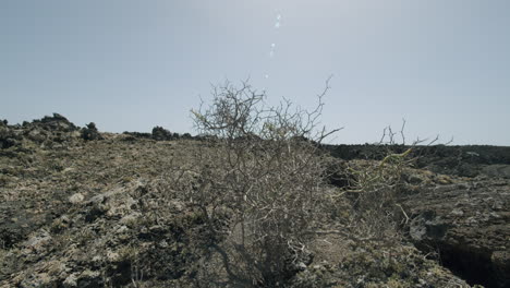 plant trying to survive in this arid area lanzarote