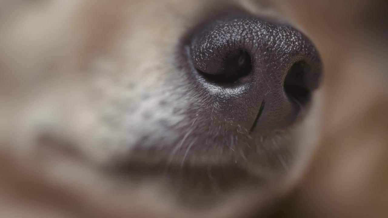 Detalle de la nariz de un perro