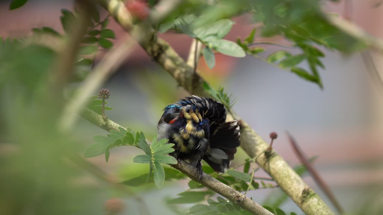 어린 보라색 태양새가 나무에 앉아 깃털을 다듬고 있다