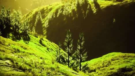 lush green hills showcasing serene natural beauty in bright sunlight