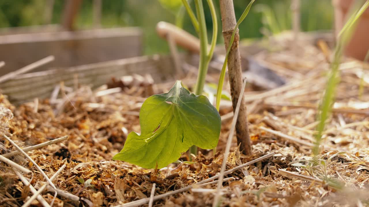 Soft water streams feed green leaf in sunlight