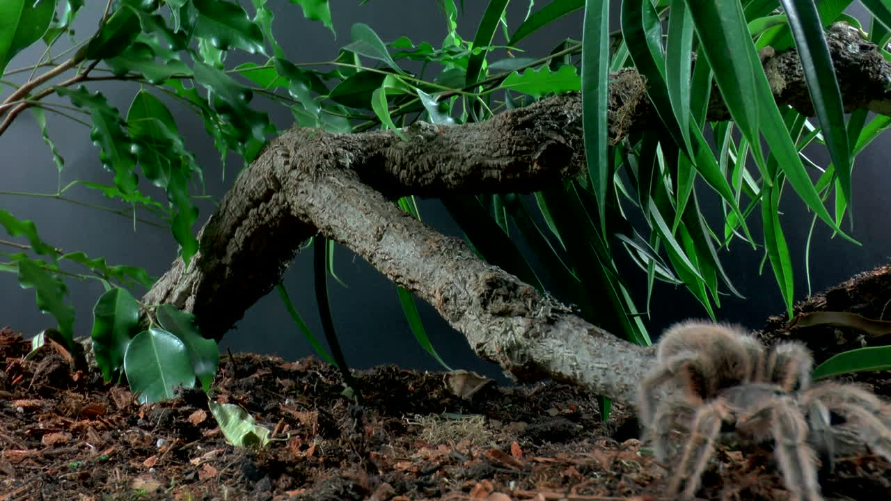 vista frontal de cerca de tarántula andante