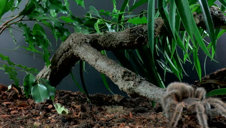 front close up view of walking tarantula