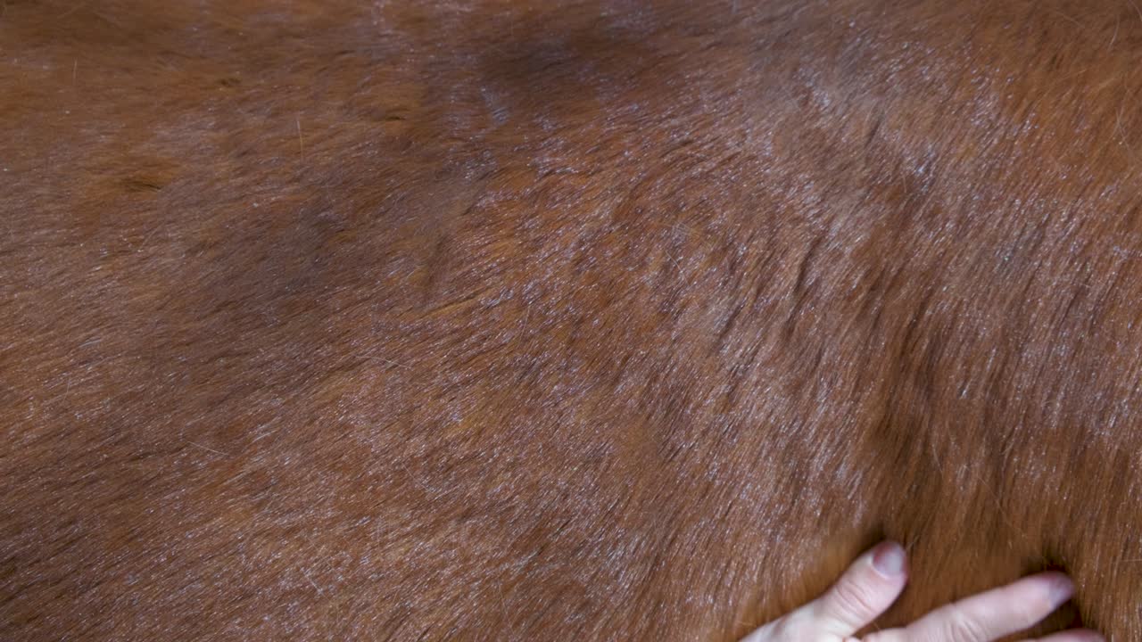 la mano de una mujer acaricia la lana en la piel de un caballo. primer plano