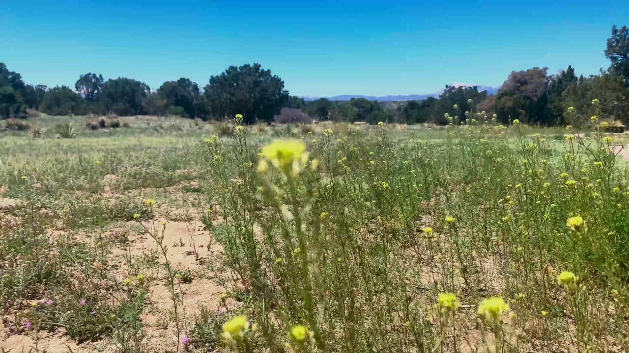 un paisaje de campo de flores silvestres meciéndose en la brisa en la pradera rural del oeste de los estados unidos de américa